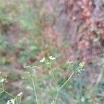 Sison amomum Flower