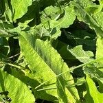 Centaurea macrocephala Hoja