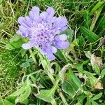 Scabiosa cinerea 整株植物