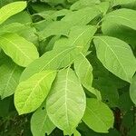 Lindera benzoin Leaf