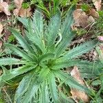 Plantago serraria Hoja