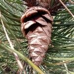 Pinus nigra Frucht