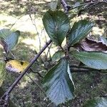 Sorbus lancastriensis Leaf