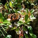 Gaultheria pyroloides Kvet