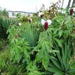 Cheilocostus speciosus Tervik taim