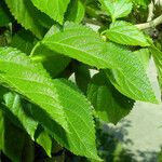 Lantana camara Leaf