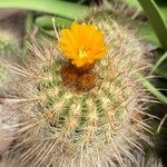 Parodia comarapana Flor