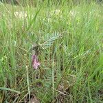 Vicia pannonica 整株植物