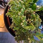 Selaginella kraussiana Frunză
