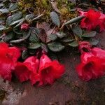 Rhododendron forrestii Habit