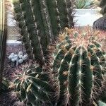 Ferocactus pilosus Leaf