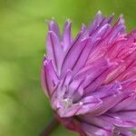 Allium schoenoprasum 花