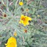 Bidens aristosa Flower