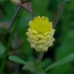 Trifolium campestre Квітка