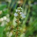 Lysimachia clethroidesŽiedas