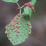Alnus incana Fulla