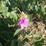 Mirabilis multiflora Кветка