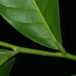 Isolona hexaloba Leaf