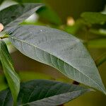 Senna hayesiana Leaf