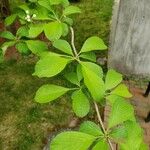 Crataegus crus-galli Ліст