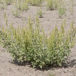 Ambrosia acanthicarpa Natur