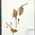Odontadenia perrottetii Otro