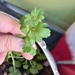 Lamium amplexicaule Leaf