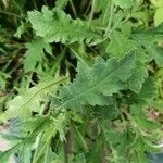 Papaver atlanticum Leaf