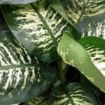 Dieffenbachia seguine List