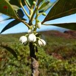 Elaeocarpus nodosus Цветок