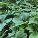 Rodgersia podophylla 整株植物