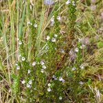 Euphrasia officinalis Blüte