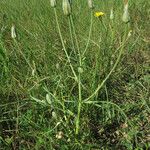 Podospermum laciniatum Hoja