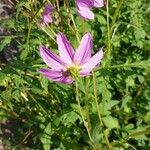 Dahlia merckii Flower