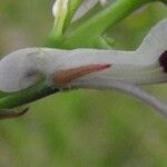 Fumaria agraria Blomma