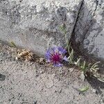 Centaurea triumfettiiBlomst