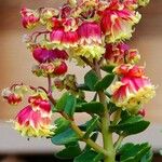 Kalanchoe miniata Blüte