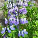 Lupinus nootkatensis പുഷ്പം