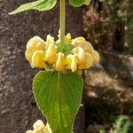 Phlomis fruticosa Blüte