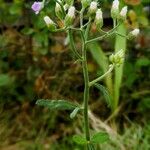 Cyanthillium cinereum Blüte