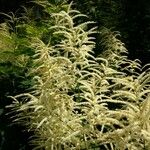 Aruncus dioicus 花