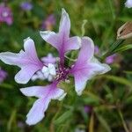 Clarkia pulchella Blomma