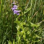 Scutellaria hastifolia Arall