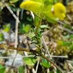 Rhinanthus minor Leaf