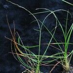 Tripogon filiformis Hábito