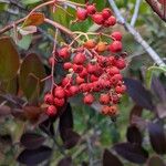 Photinia arbutifolia Vrucht