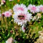 Crepis rubra Flower