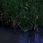 Typha domingensis Folha