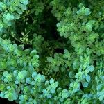 Pilea microphylla Leaf