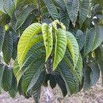 Annona reticulata Hoja